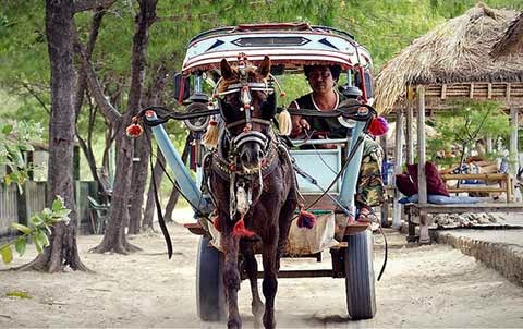 cidomo delman di lombok, dokar di lombok, transportasi di senggigi, transportasi ke lombok, wisata ke lombok, wisata lombok,