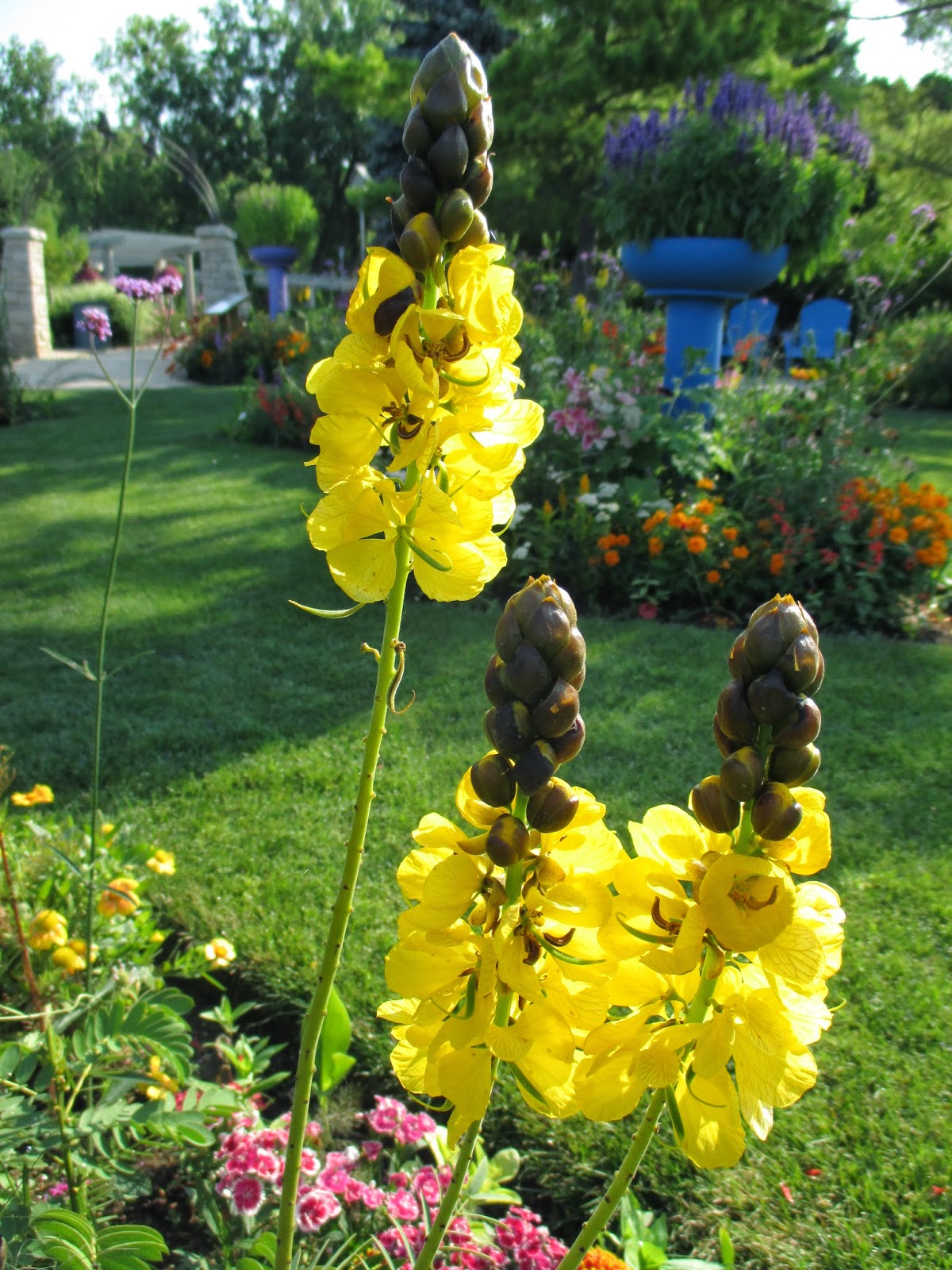 Rotary Botanical Gardens Hort Blog The Scent of Popcorn in the Garden