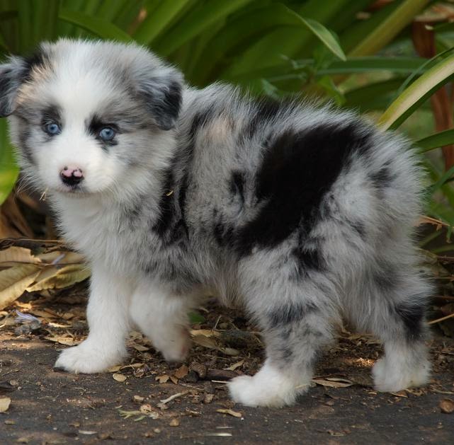 mini aussie black and white