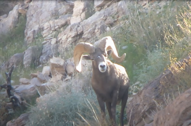 Desert+Bighorn+Sheep+Hunting+Photo+Unit+15D+with+Colburn+and+Scott+Outfitters+and+hunter+Terry+Lancaster+10.jpg