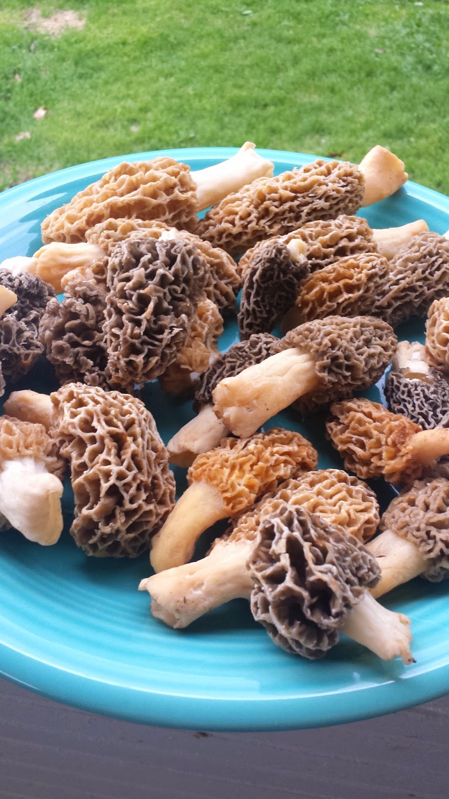 Big Rigs 'n Lil' Cookies Hunting Morels