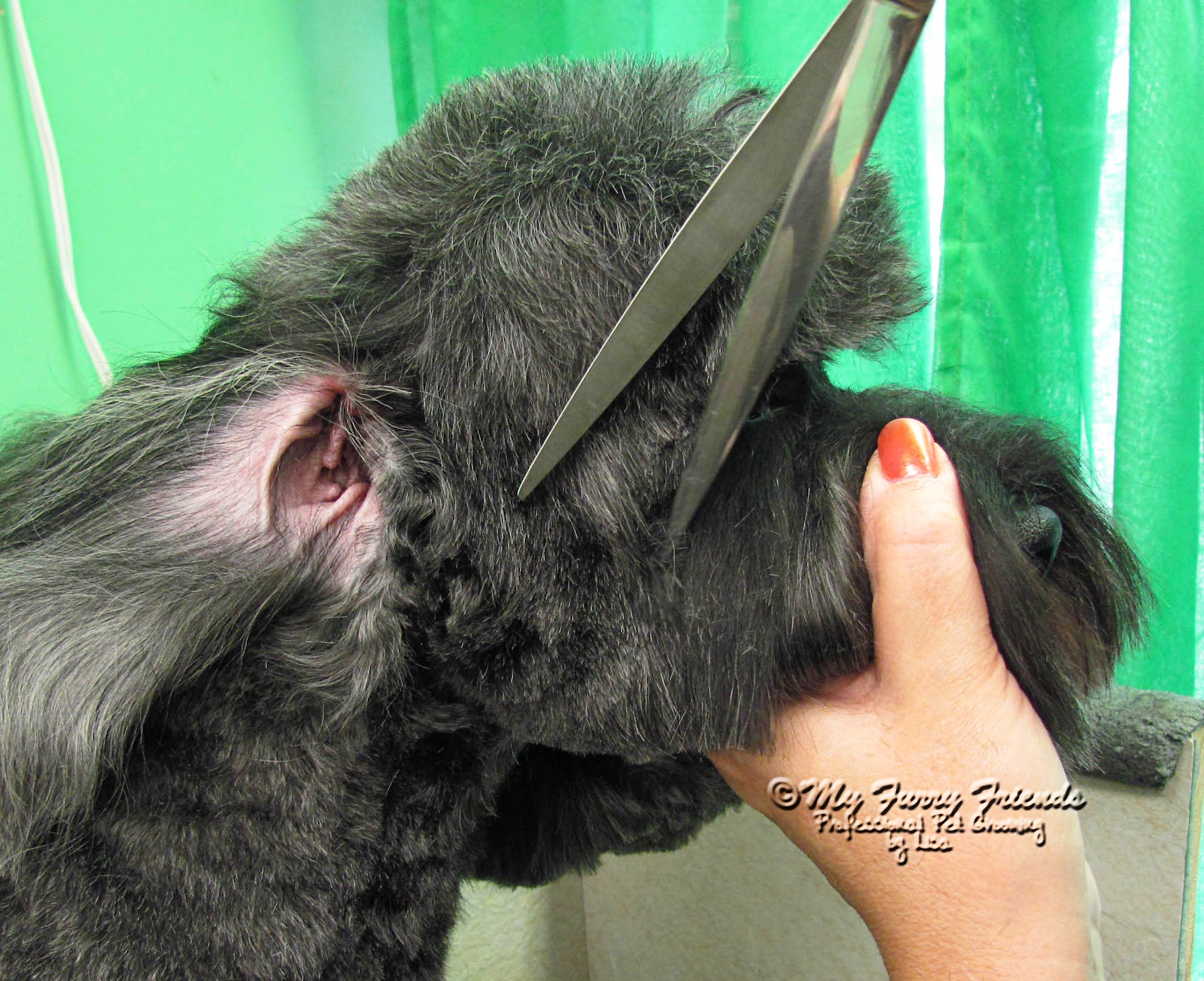 Pet Grooming The Good, The Bad, & The Furry Scissoring Heads