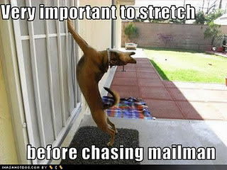 Funny DOG Pictures