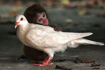Funny and Crazy pictures, Images,Gifs, Jokes: 03/12/12