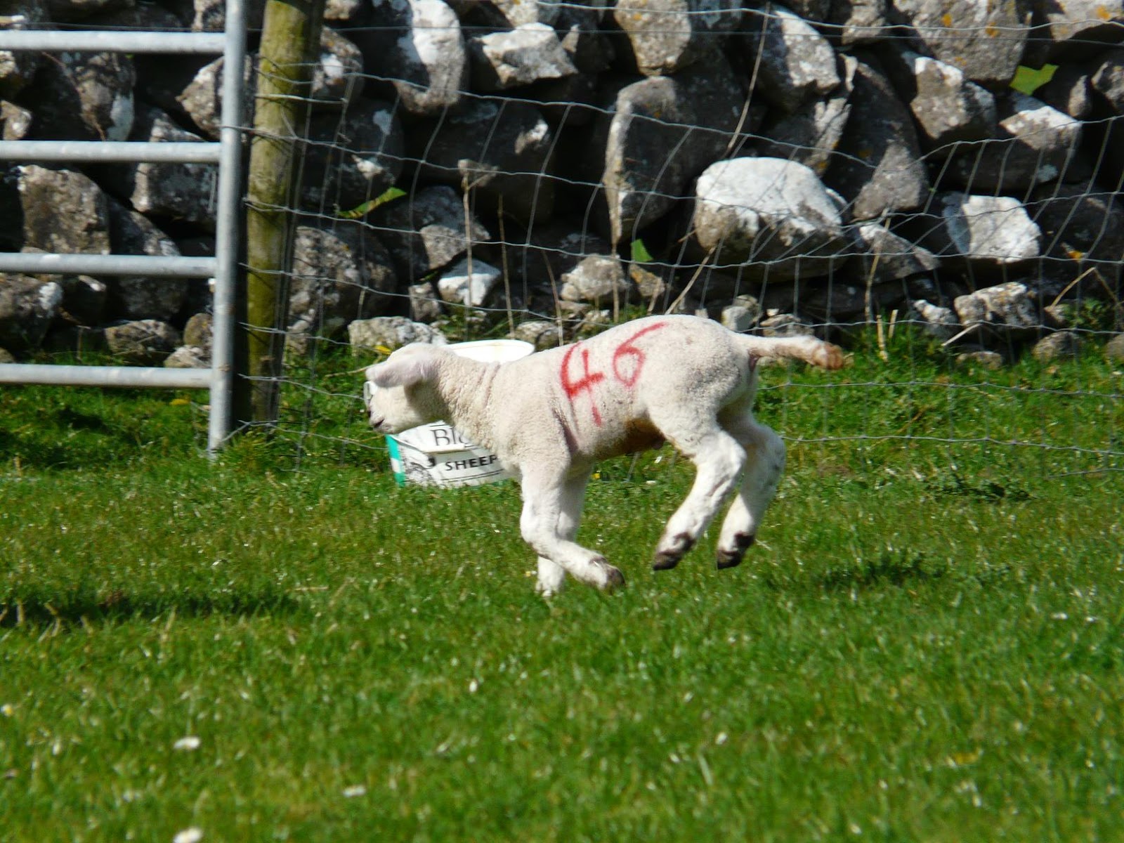 How To Prepare Lamb Bottle And Feed The Lamb