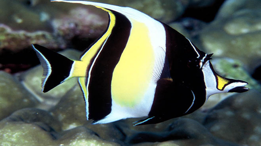 WWW PECES MARINOS www peces marinos: