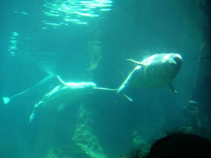 Image Result For Georgia Aquarium Plan Image Result For Georgia Aquarium Plan