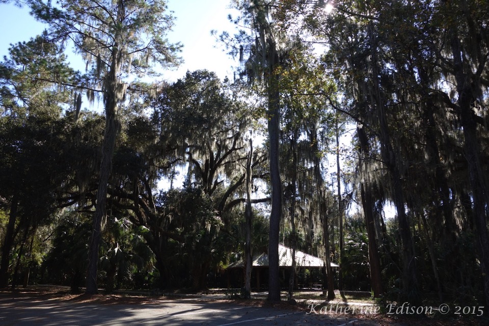 What Is Spanish Moss? - Tampa Tree