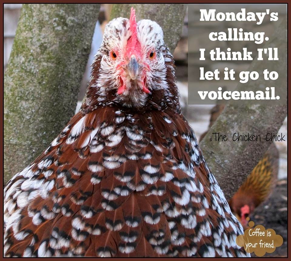 Flock Focus Friday with The Chicken Chick 4/25/14 Monday's Calling. I think I'll let it go to voicemail.
