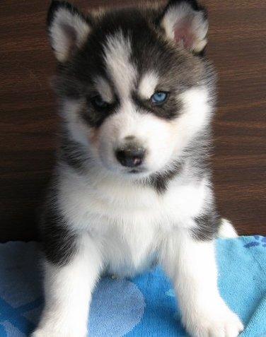 Cute Siberian Husky Puppies Pictures | Siberian Husky Reviews and Pictures, Photos