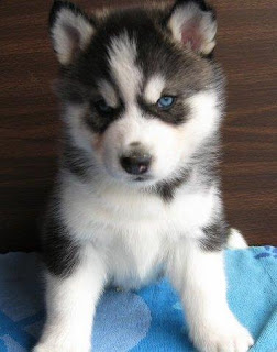 Siberian Husky Puppy Pictures