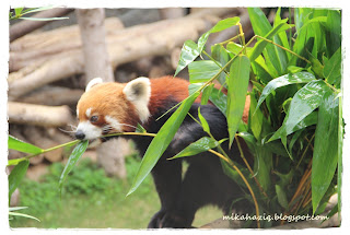 ocean park hong kong reviews what to do in hong kong
