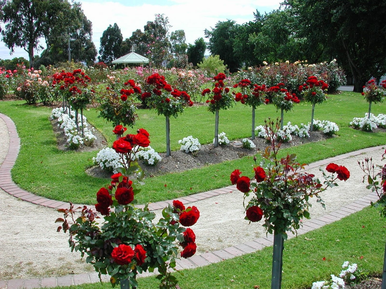 As Rosas Falam As Rosas Falam