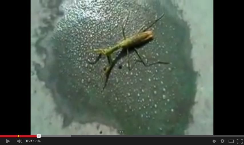Seriously Creepy Parasite Escapes from Praying Mantis Extreme Dose