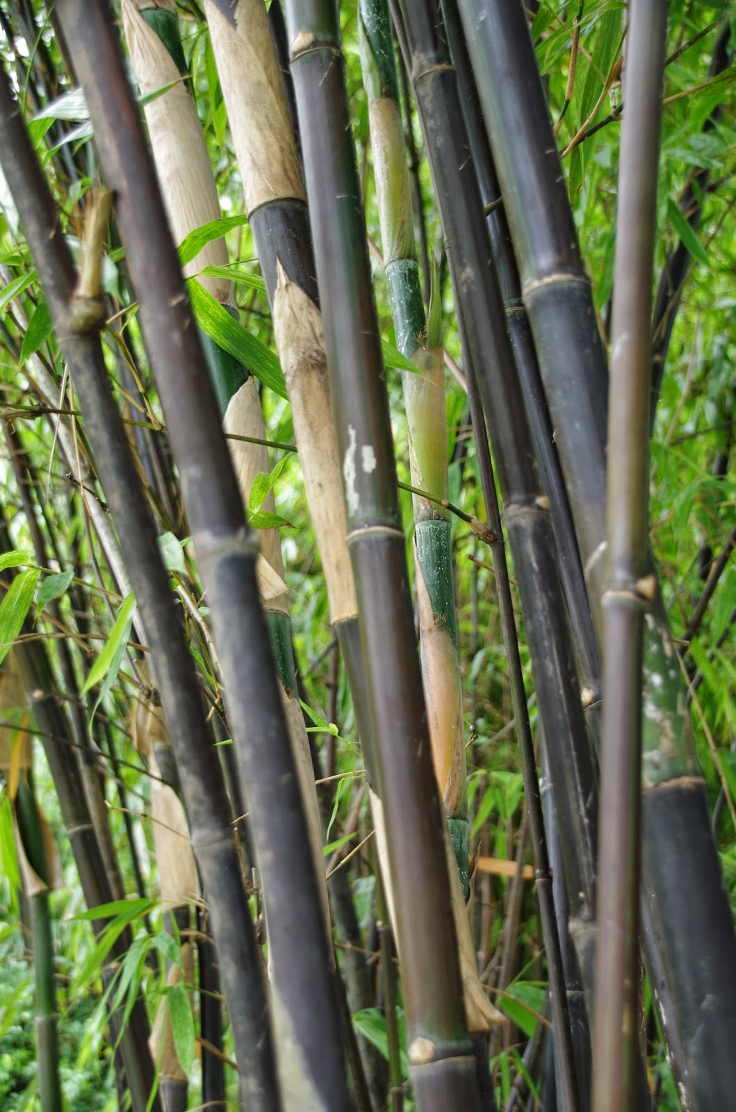 Trees and Plants Black Bamboo