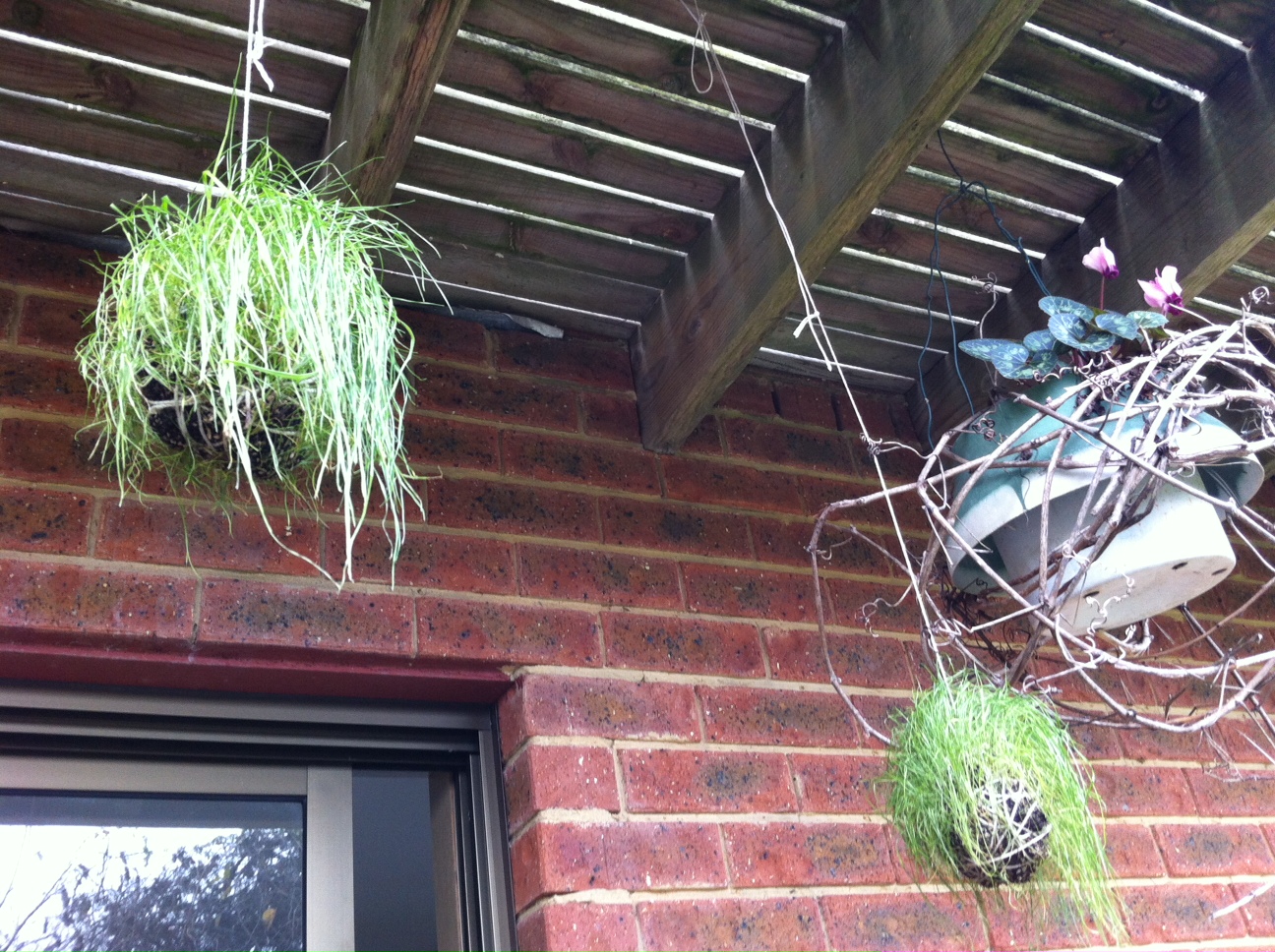 Gina's blog Hanging Grass