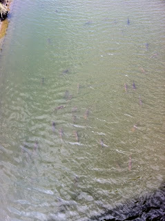 越谷市役所の横の元荒川には魚がたくさん
