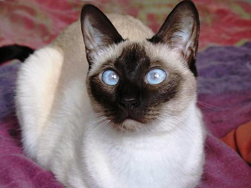 Top 10 Most Expensive Cat Breeds in the World Mostly Facts