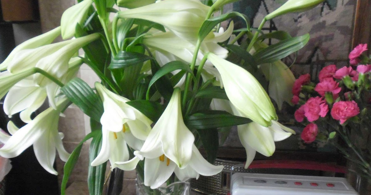 Julie's Scrapbook Lilies Day 9 and what the best dogs wore!