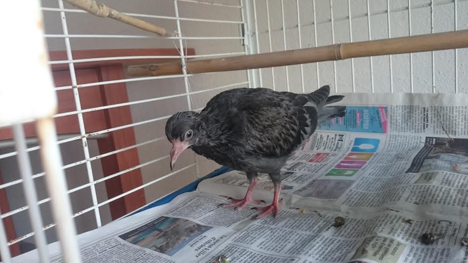 Fille cherche pigeon