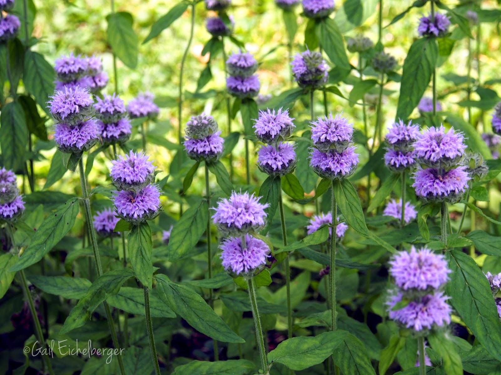 Balm Mint Bush Prostanthera Melissifolia Research Earth To Kathy