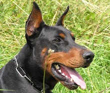 Doberman