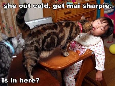 funny pictures funny pictures