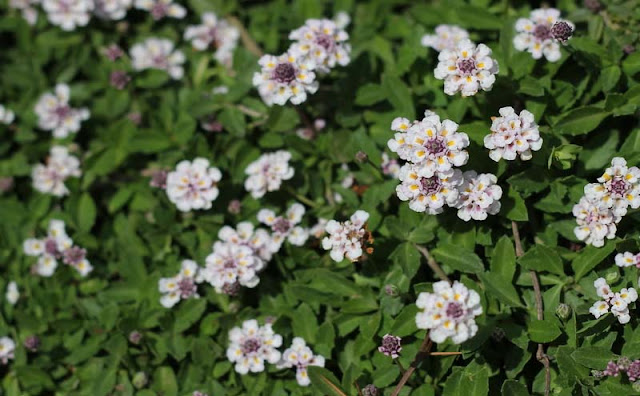 Phyla Canescens Flowers Pictures Phyla Canescens Flowers Pictures