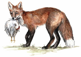 fox chicken