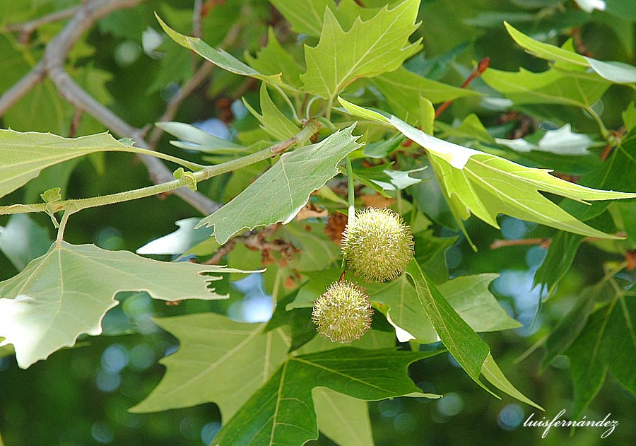 OCIO y CULTURA Plátano oriental.