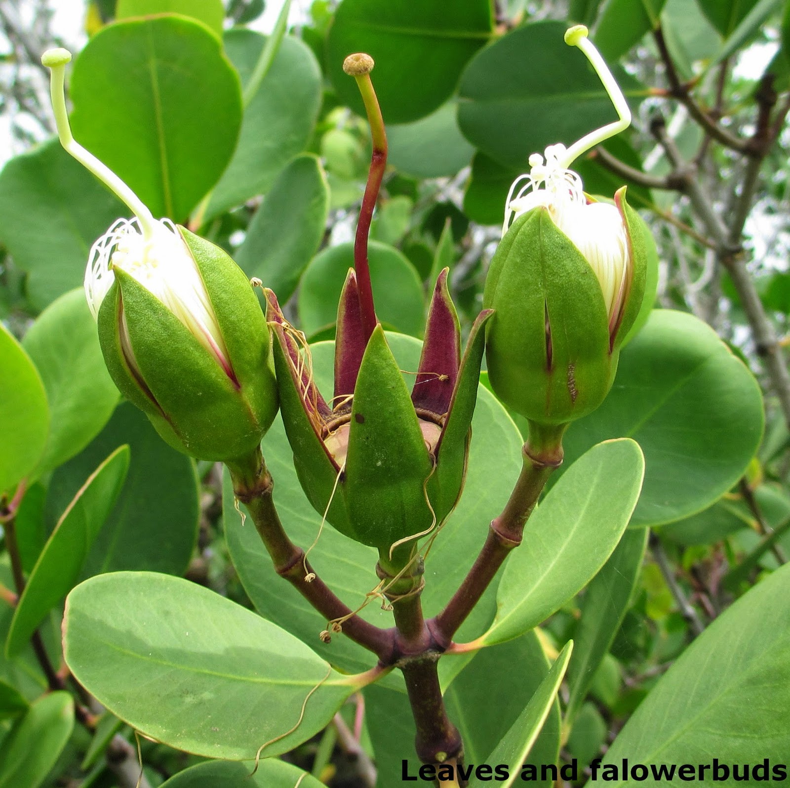Kirala/sonneratia caseolaris Herbal plants Sri Lanka