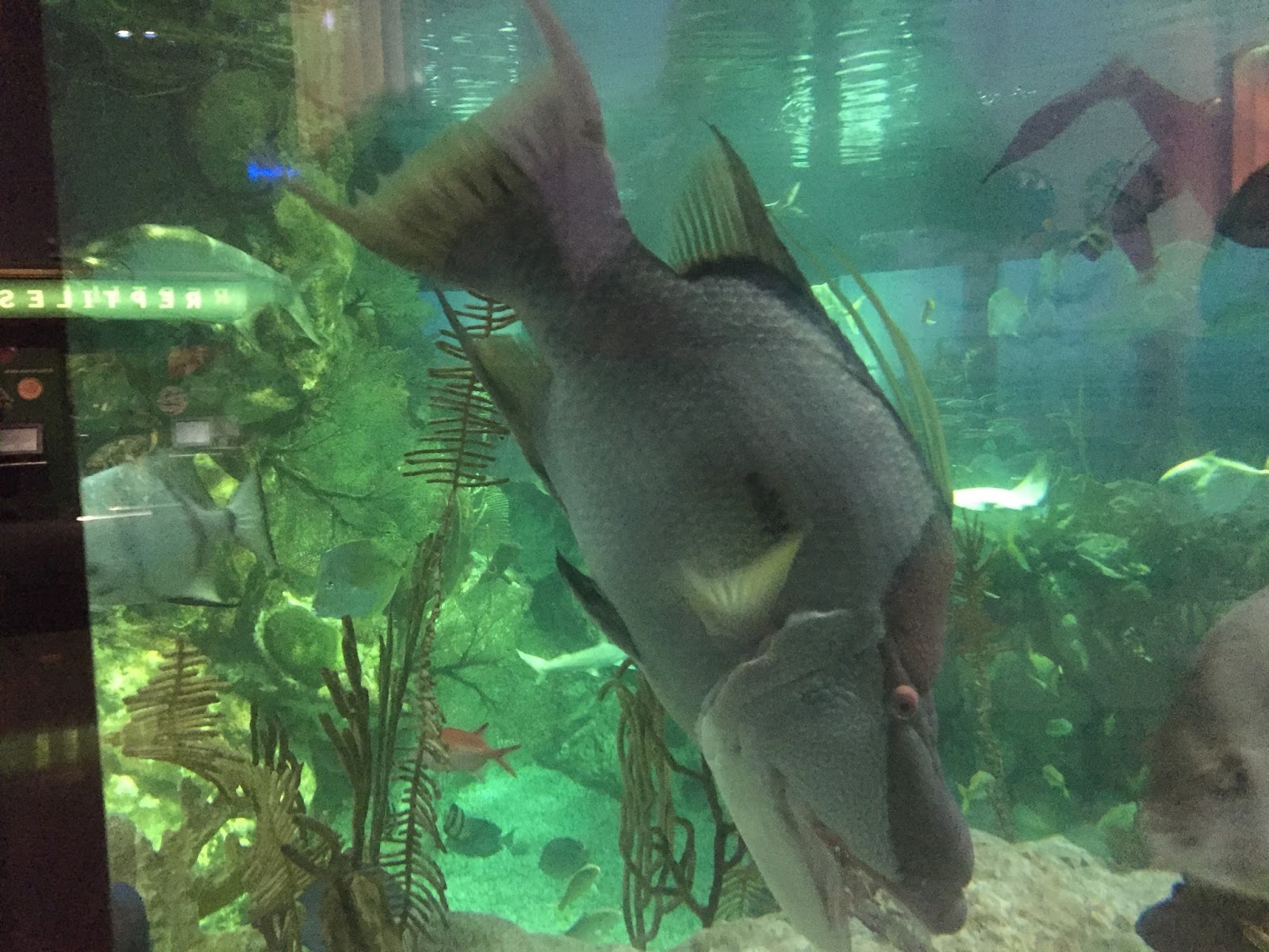 Travel Reviews & Information Chicago, Illinois / Shedd Aquarium