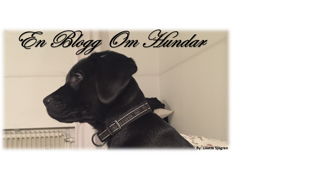 En Blogg om Hundar
