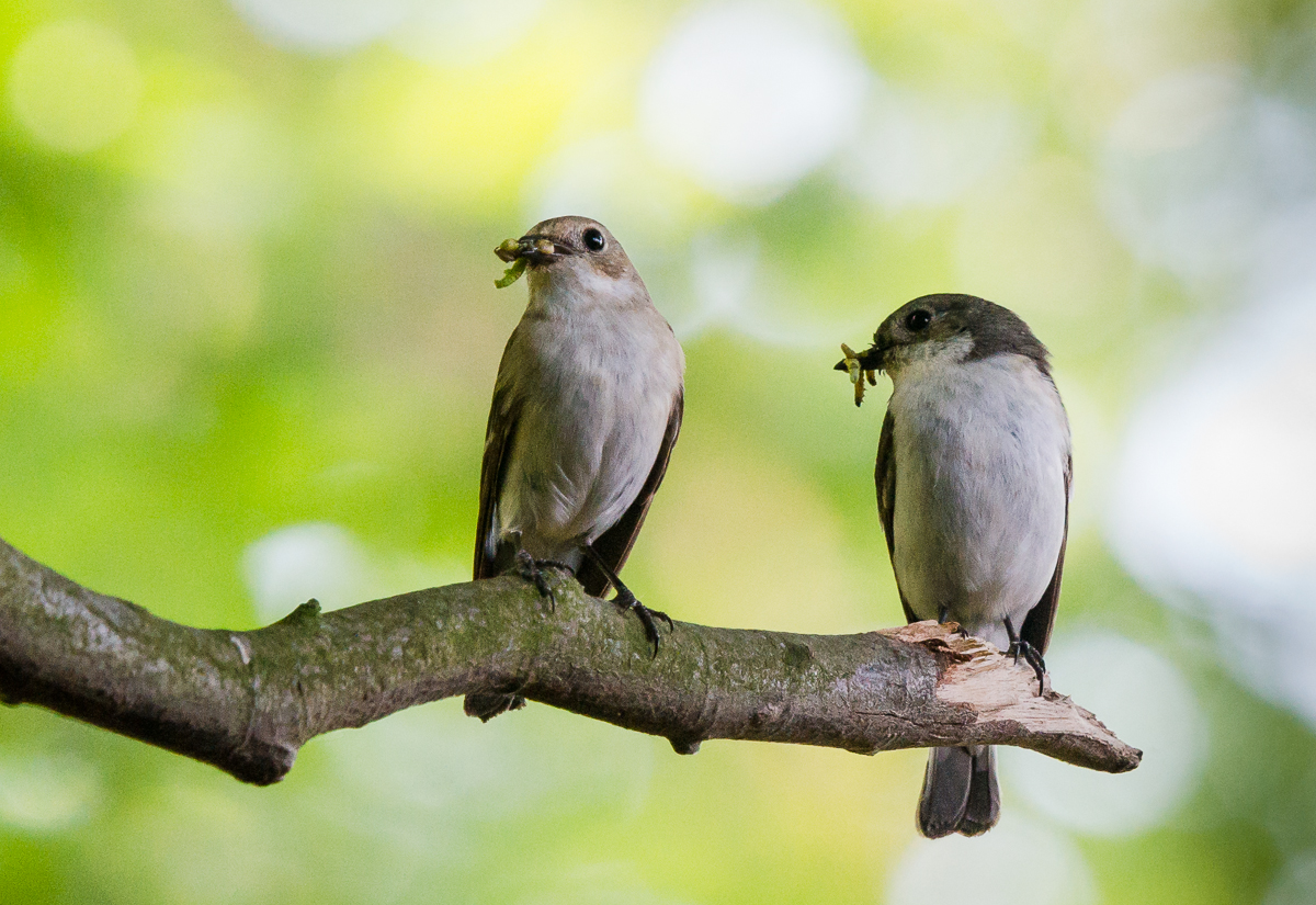 Oefening baart kunst schat