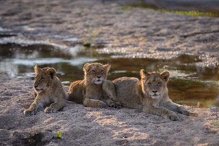 Lion Cub Trio