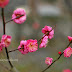 Cherry Blossom in Kyoto 2012