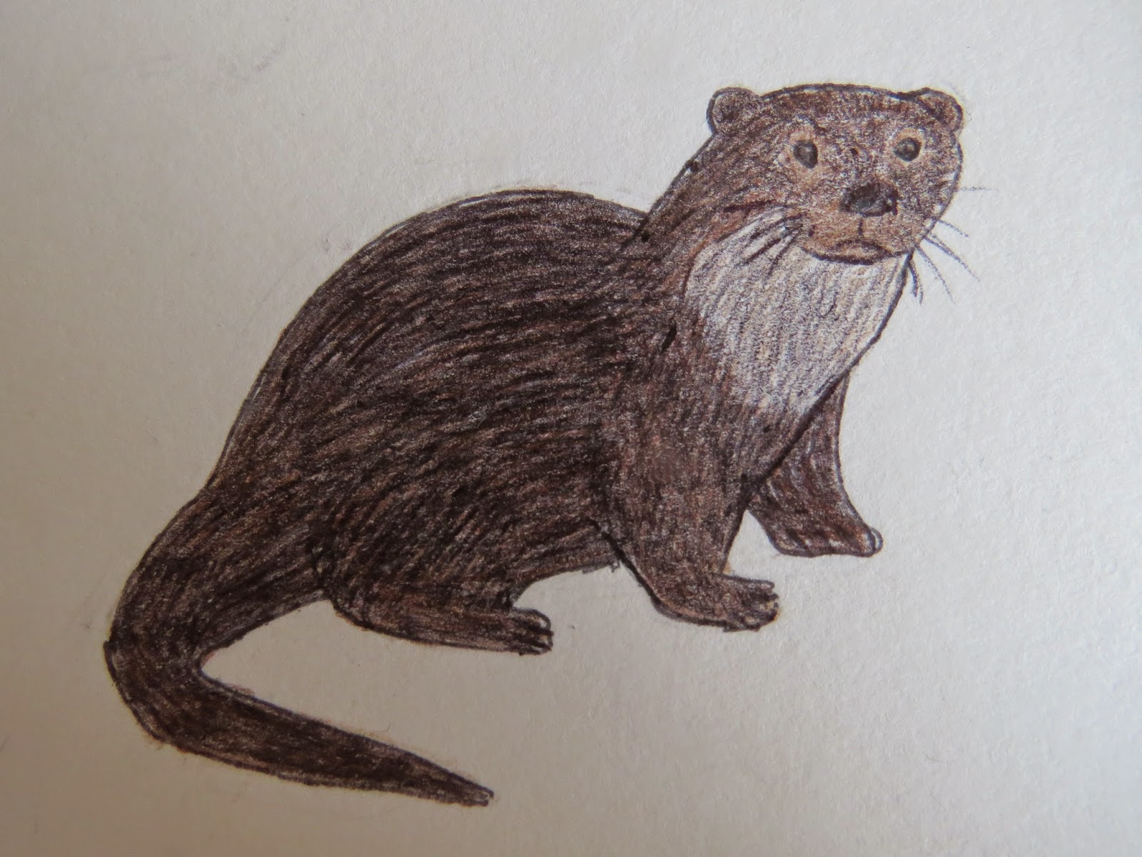 The Autistic Naturalist: How To Draw: Otters