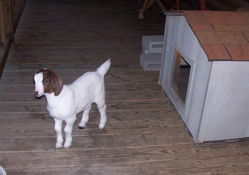 Indoor Goat Talk Tennis