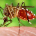 Sejarah, Morfologi dan Bionomik Nyamuk Aedes Aegypti Penyebab Demam Berdarah Dengue thumbnail