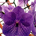 Purple Vanda Orchid Wallpaper For Android thumbnail