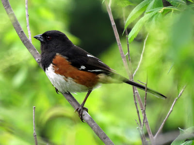 Eastern Towhee - Elbow Lake, Frontenac Arch, ON