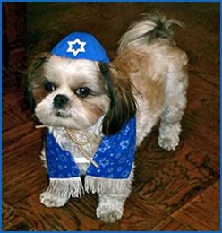 Funny Dog Pictures