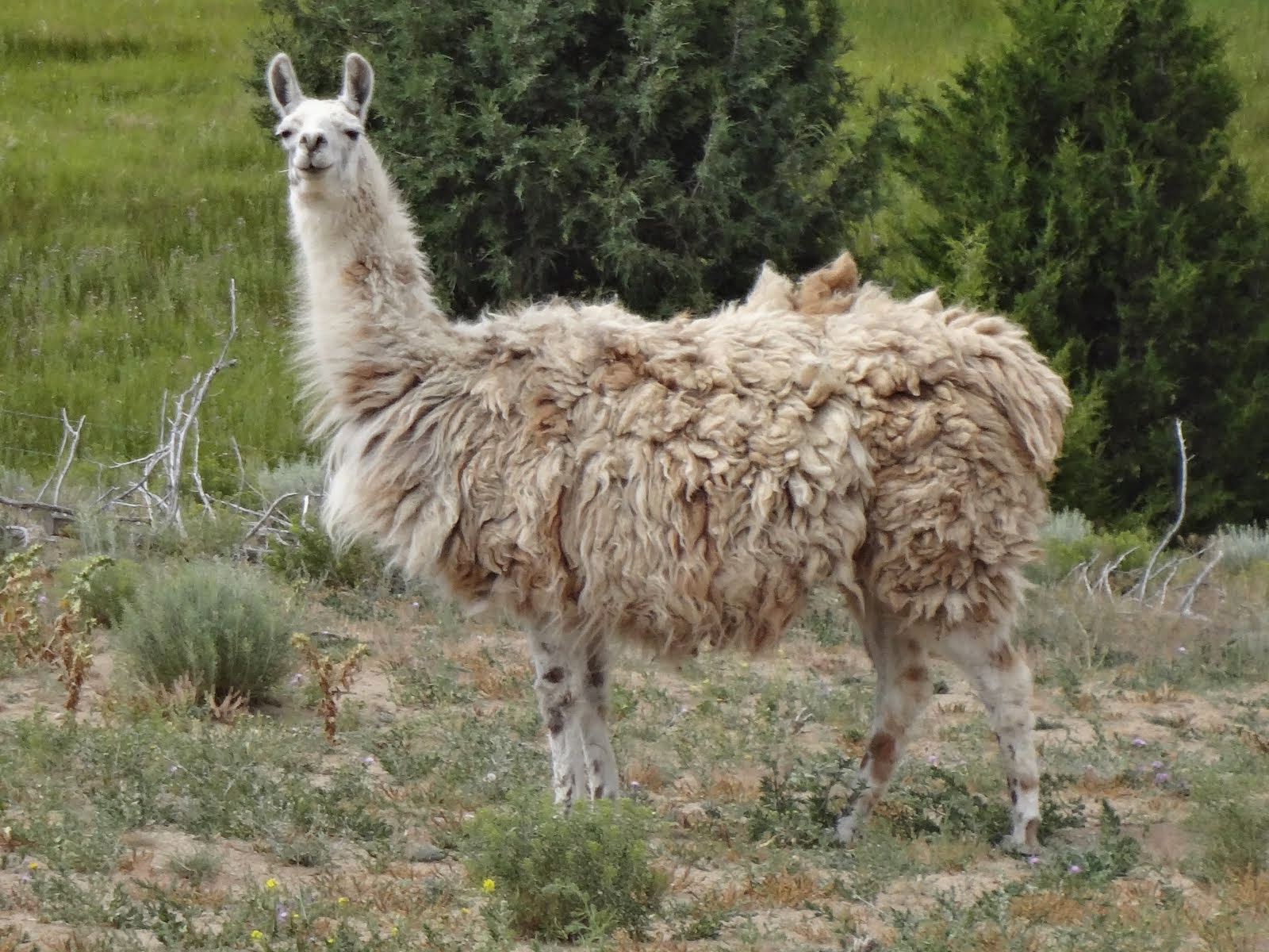 Female llama