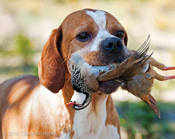 pointing dog blog breed