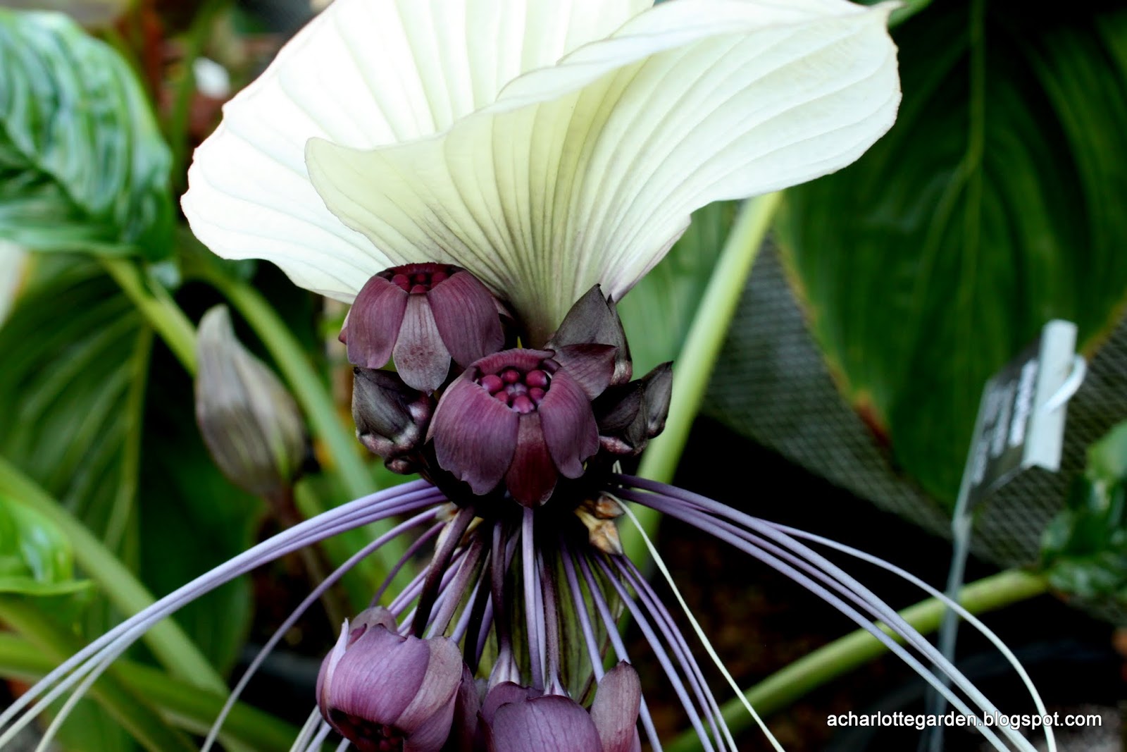 a charlotte garden Bat Plant