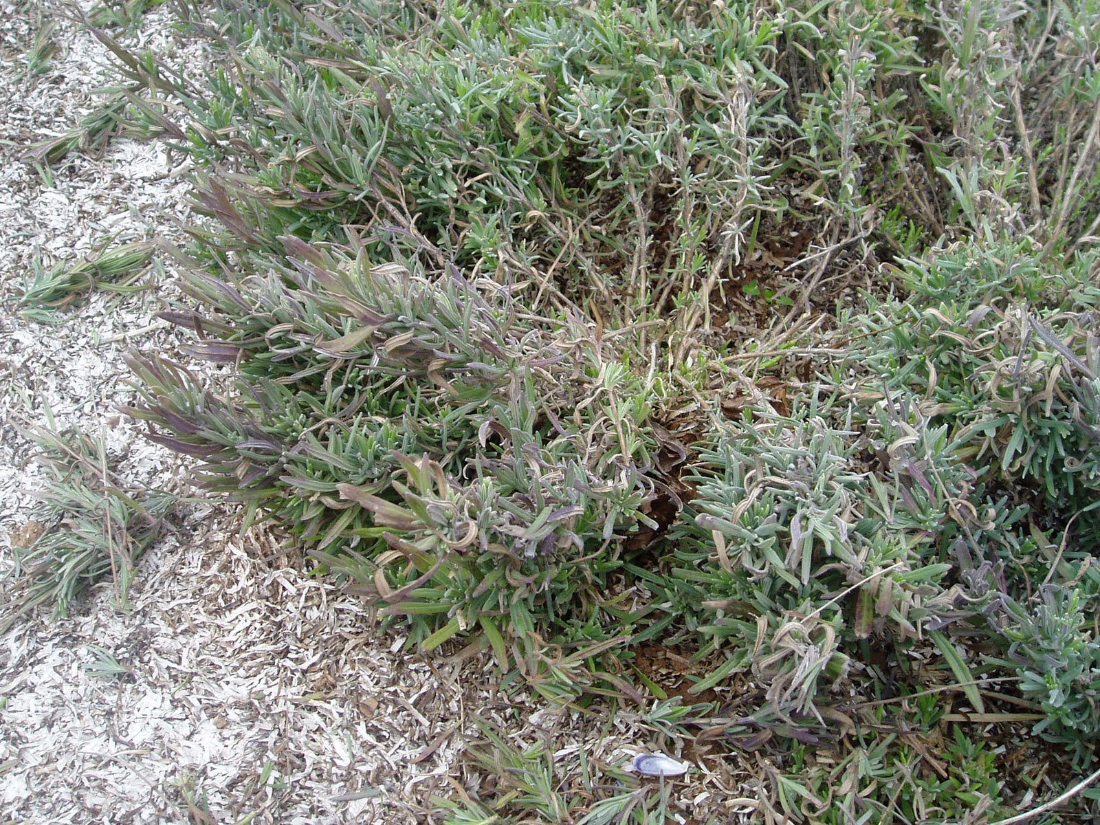 Lovegrass Farm Lavender Plants are Ready for Sale Today