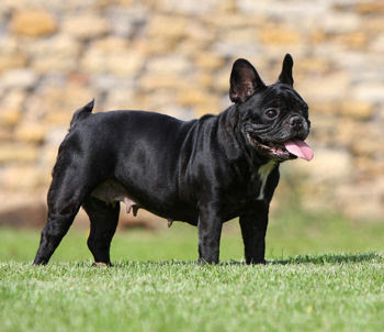Cute dogs and puppies