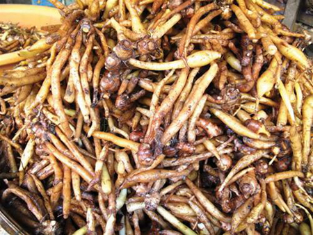 Cach+Trong+Cay+Oi hình dưới dây là củ ngãi Bún , còn gọi ngãi mắm ...