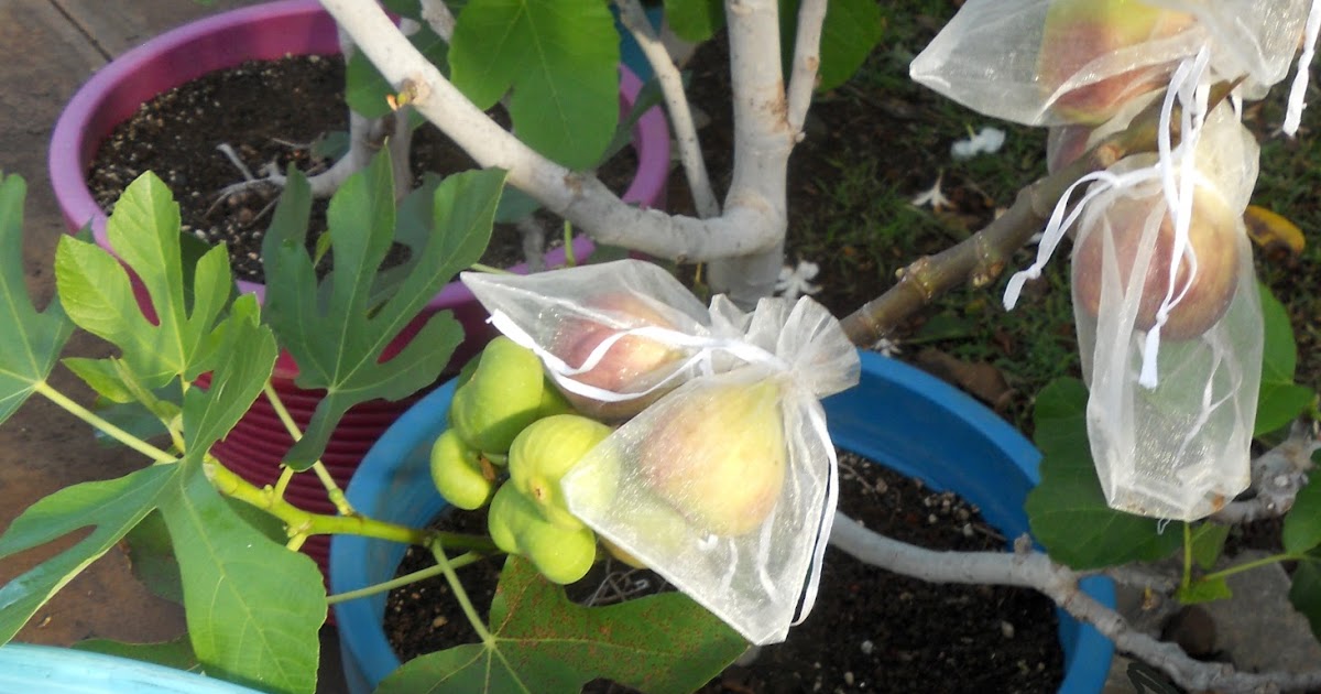 A Kitchen Garden in Kihei Maui A Great Product for Gardening Organza