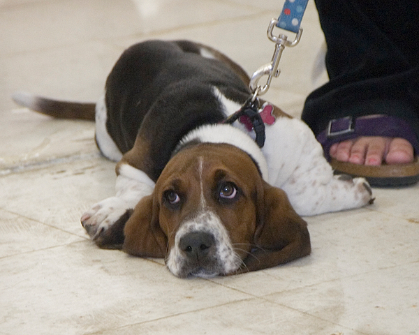 Dog Day Care Canandaigua Ny Dog Day Care Canandaigua Ny